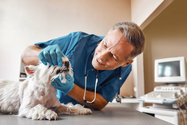 Best Emergency Gum Treatment in Brookside Village, TX